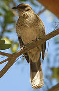 Long-tailed Mockingbird