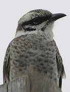 Long-tailed Mockingbird