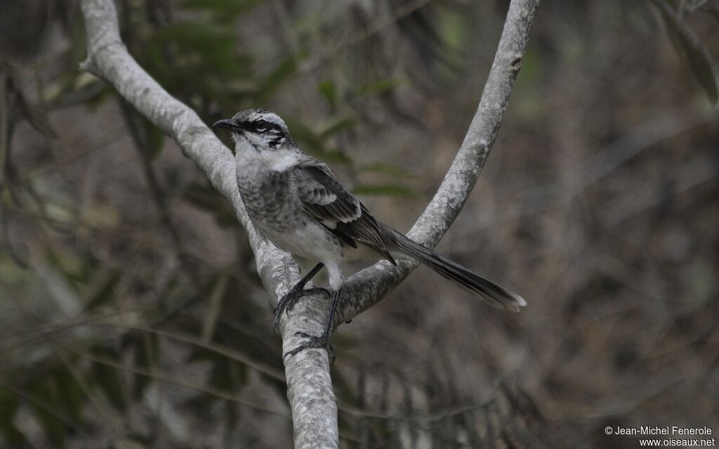 Long-tailed Mockingbird