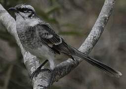 Long-tailed Mockingbird