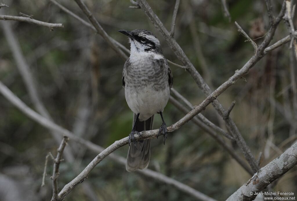 Long-tailed Mockingbird