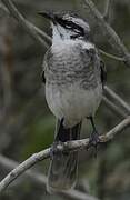 Long-tailed Mockingbird