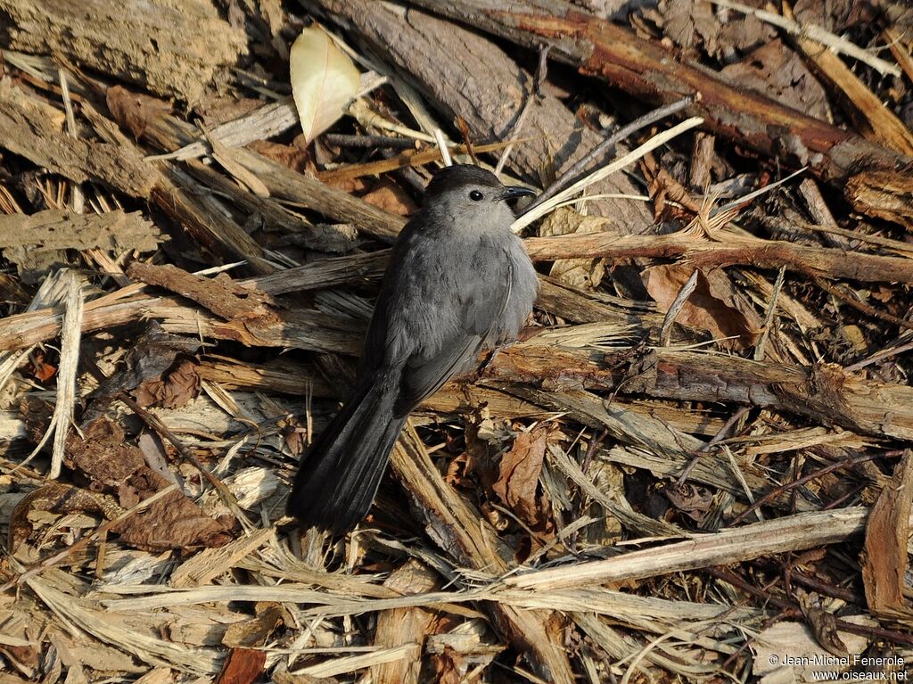 Grey Catbird