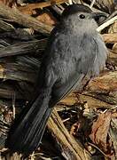 Grey Catbird