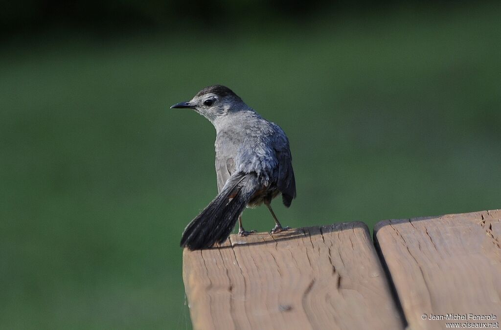 Grey Catbird