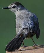 Grey Catbird