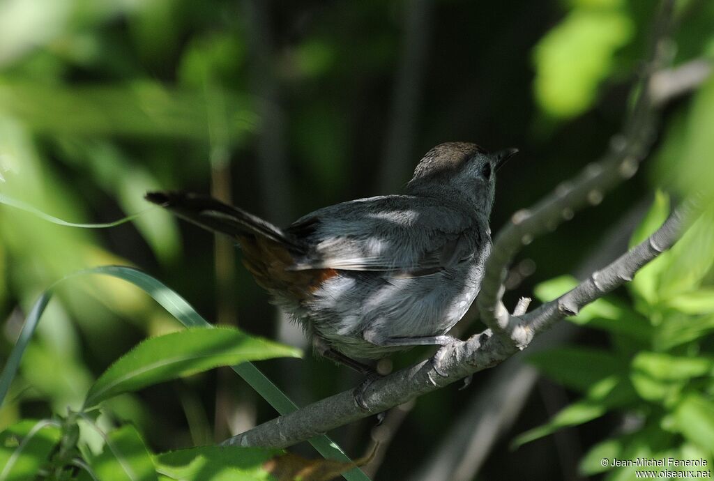 Grey Catbird