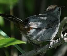 Grey Catbird