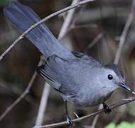 Grey Catbird