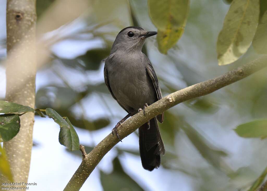 Grey Catbirdadult