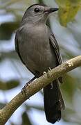 Grey Catbird