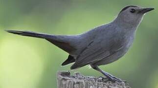 Grey Catbird