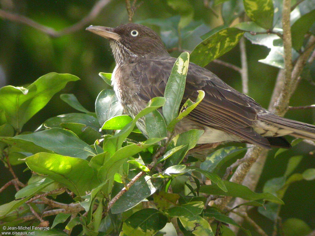 Pearly-eyed Thrasheradult