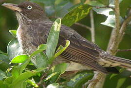 Pearly-eyed Thrasher