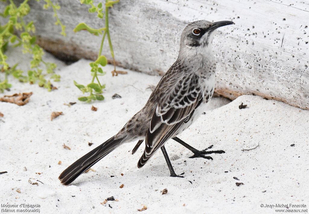 Espanola Mockingbird