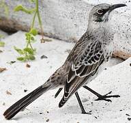 Espanola Mockingbird