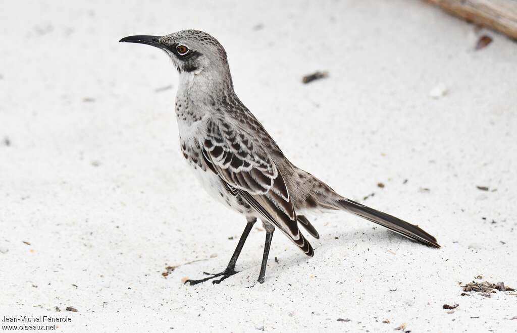 Espanola Mockingbirdadult, identification