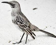 Espanola Mockingbird