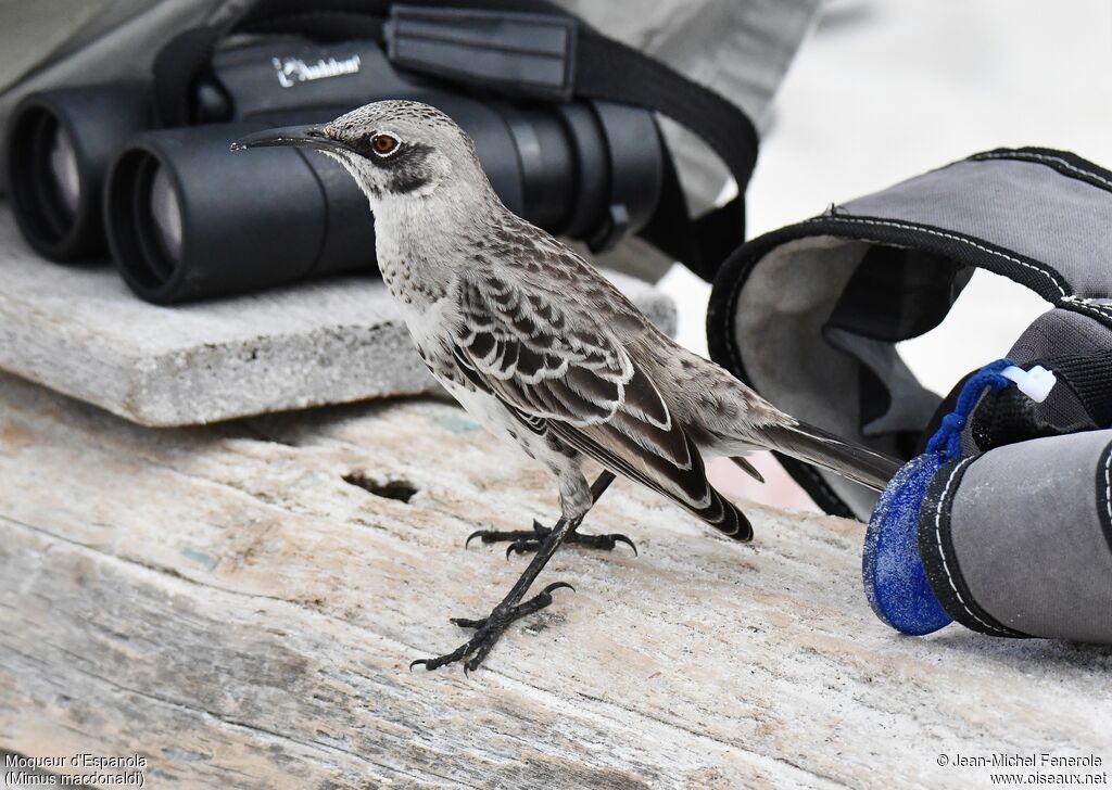 Espanola Mockingbird