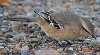 Patagonian Mockingbird