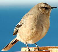 Patagonian Mockingbird