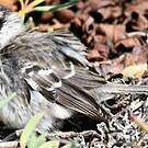 Moqueur des Galapagos