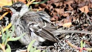 Galapagos Mockingbird