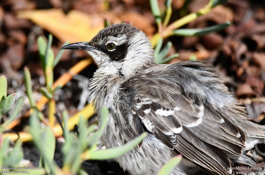 Galapagos Mockingbird