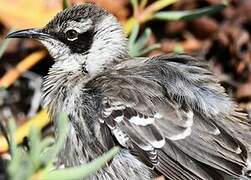 Galapagos Mockingbird