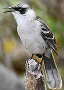 Galapagos Mockingbird