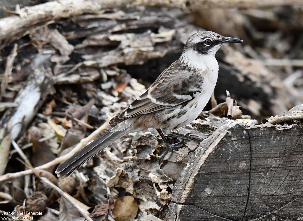 Galapagos Mockingbirdadult, identification