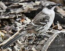 Galapagos Mockingbird