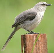 Tropical Mockingbird