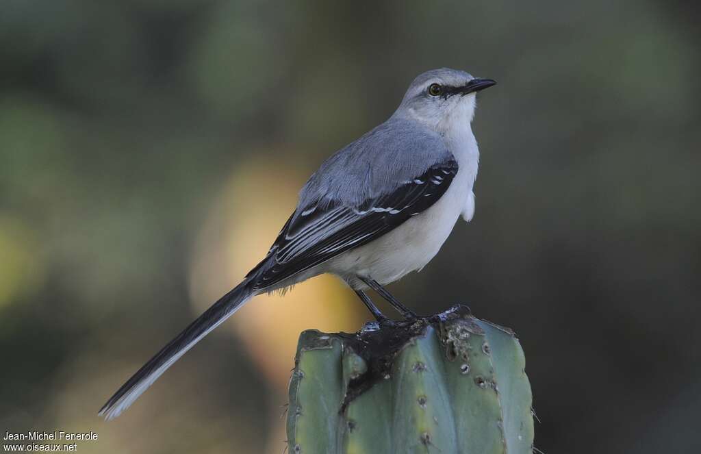 Moqueur des savanesadulte, identification