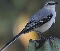 Tropical Mockingbird