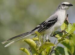 Tropical Mockingbird