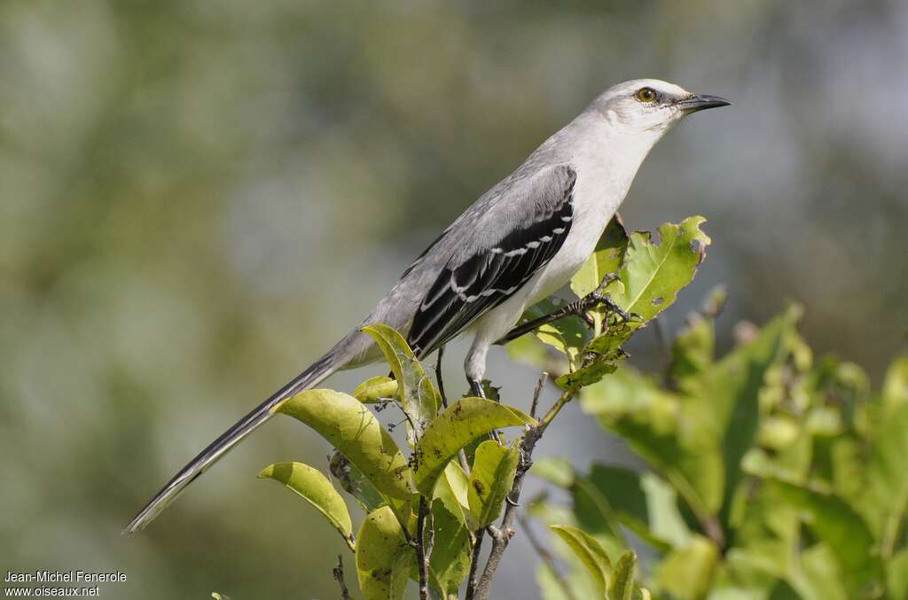 Moqueur des savanes, identification