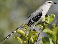 Tropical Mockingbird