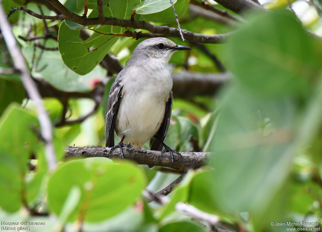 Tropical Mockingbird