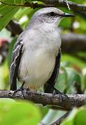 Tropical Mockingbird