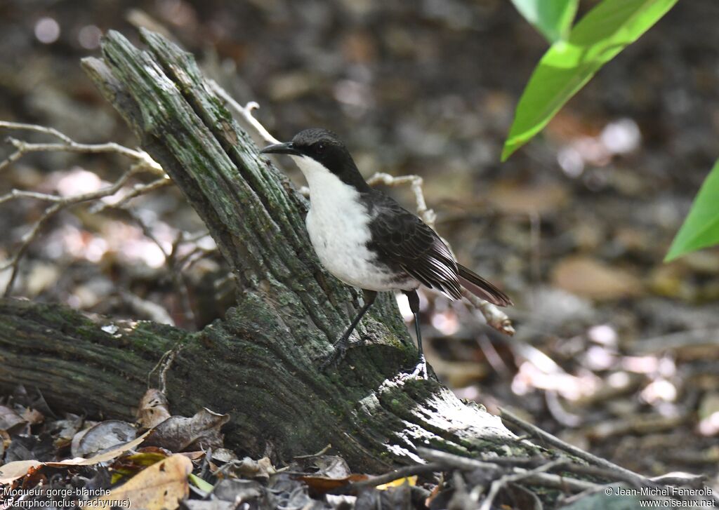 White-breasted Thrasher