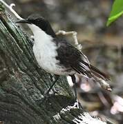 White-breasted Thrasher