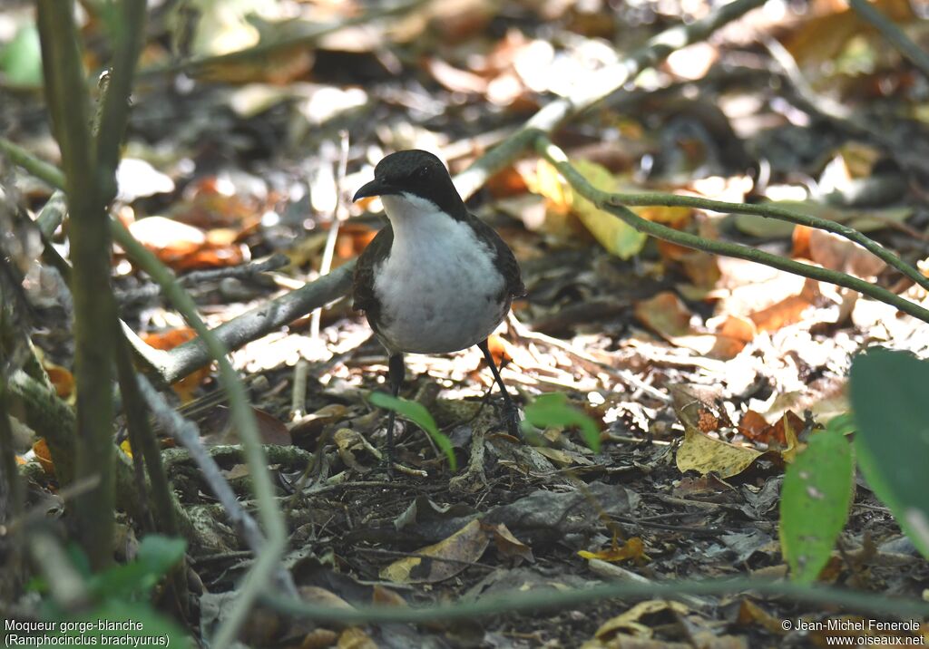 White-breasted Thrasher