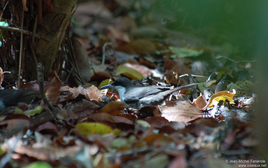 White-breasted Thrasheradult