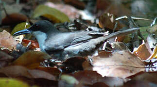 White-breasted Thrasher