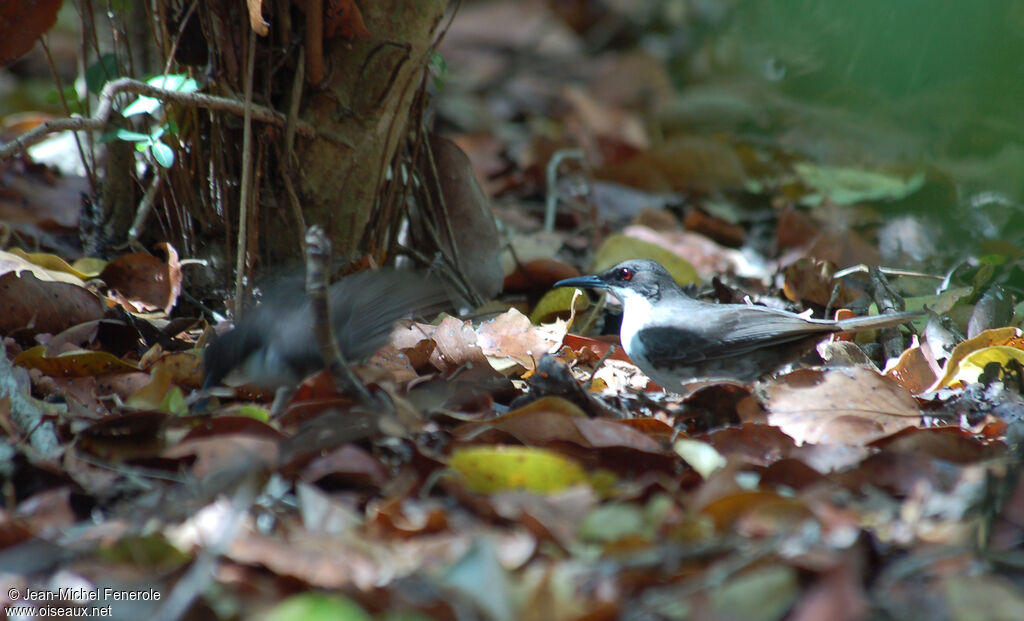 White-breasted Thrasheradult