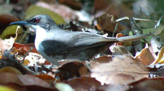 White-breasted Thrasher