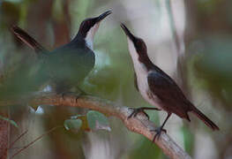 White-breasted Thrasher