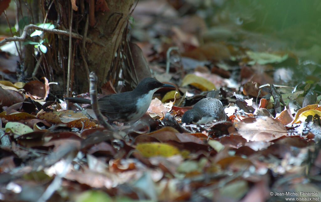 White-breasted Thrasher 