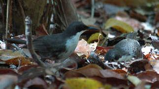 White-breasted Thrasher